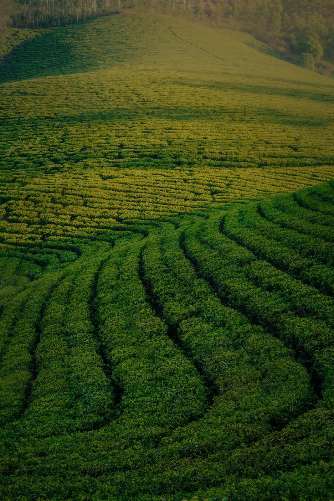 Surcos de una plantación de té