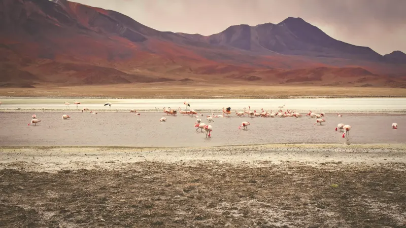 Laguna de altura con flamencos