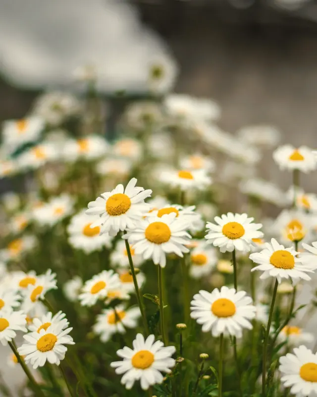 Flores de manzanilla