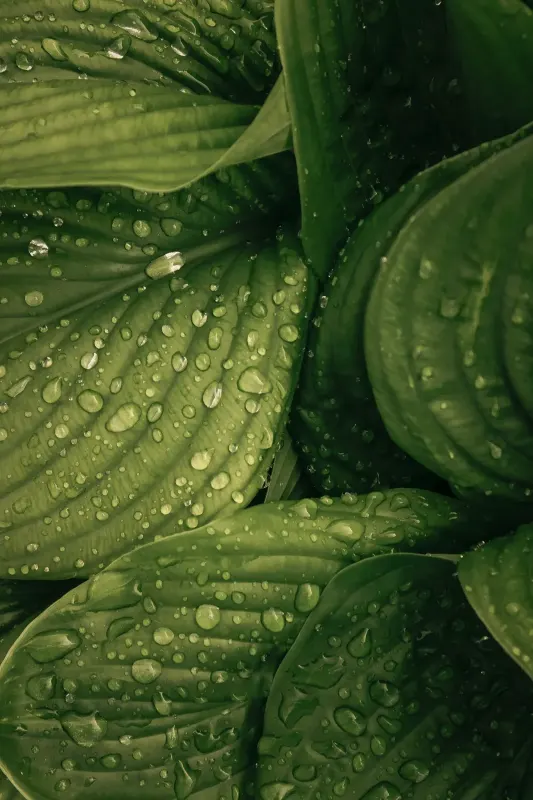 Hoja verde con rocío
