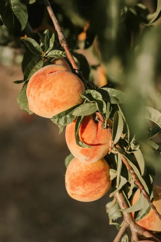 Duraznos en el árbol