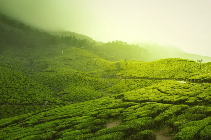 Plantación de té