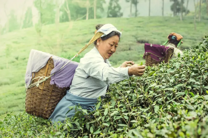 Trabajo en el campo
