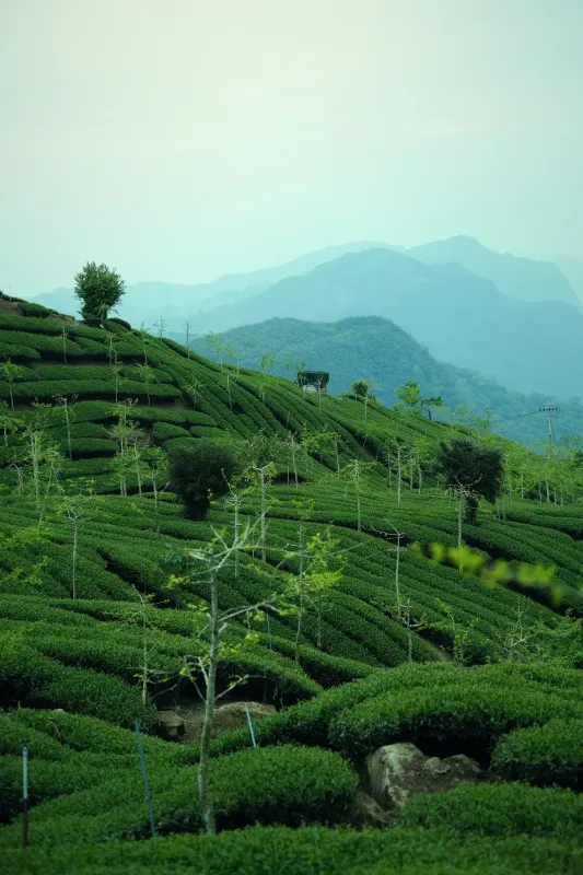 Plantación de té frente a la montaña