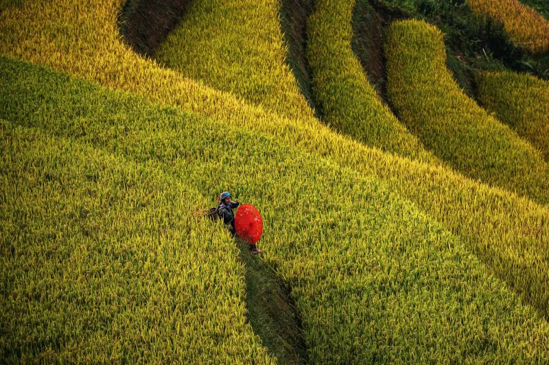 Terrazas de cultivo