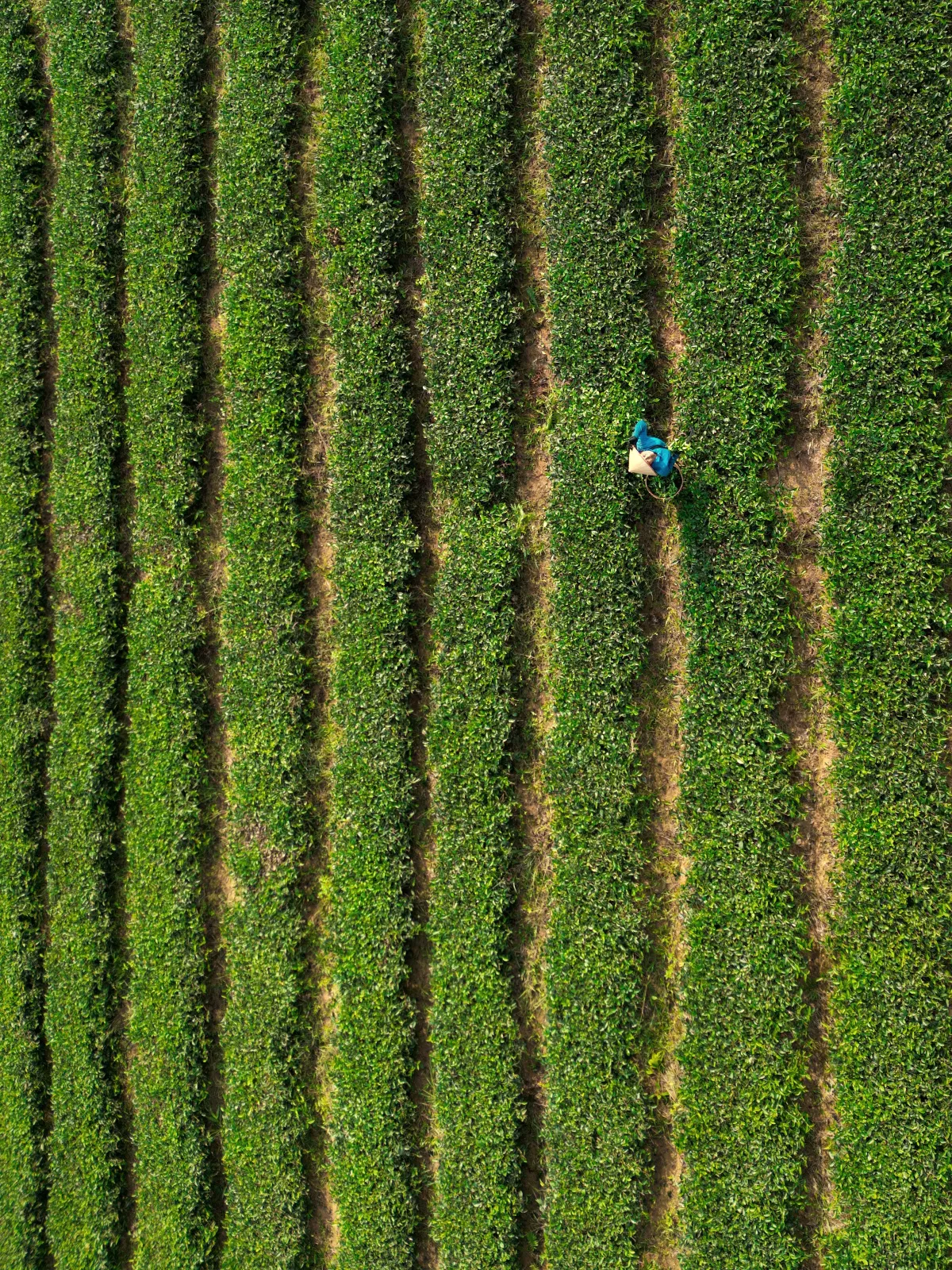 Hileras de cultivo vistas desde arriba