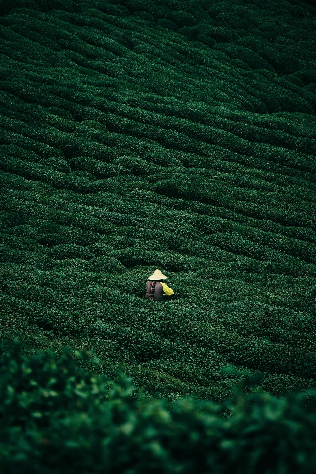 Cultivo de té visto desde arriba